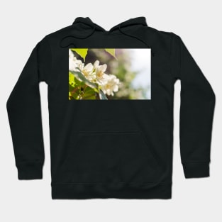 Sweet mock-orange (Philadelphus coronarius) flowers Hoodie